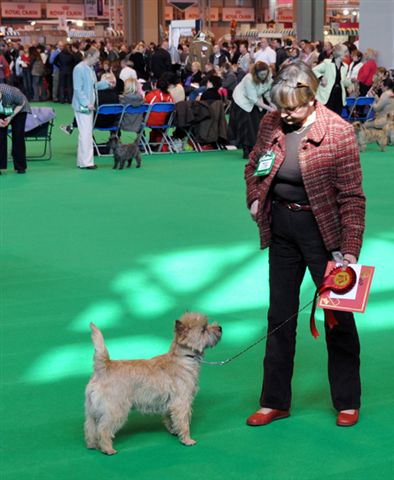Cairn terrier crufts cheap